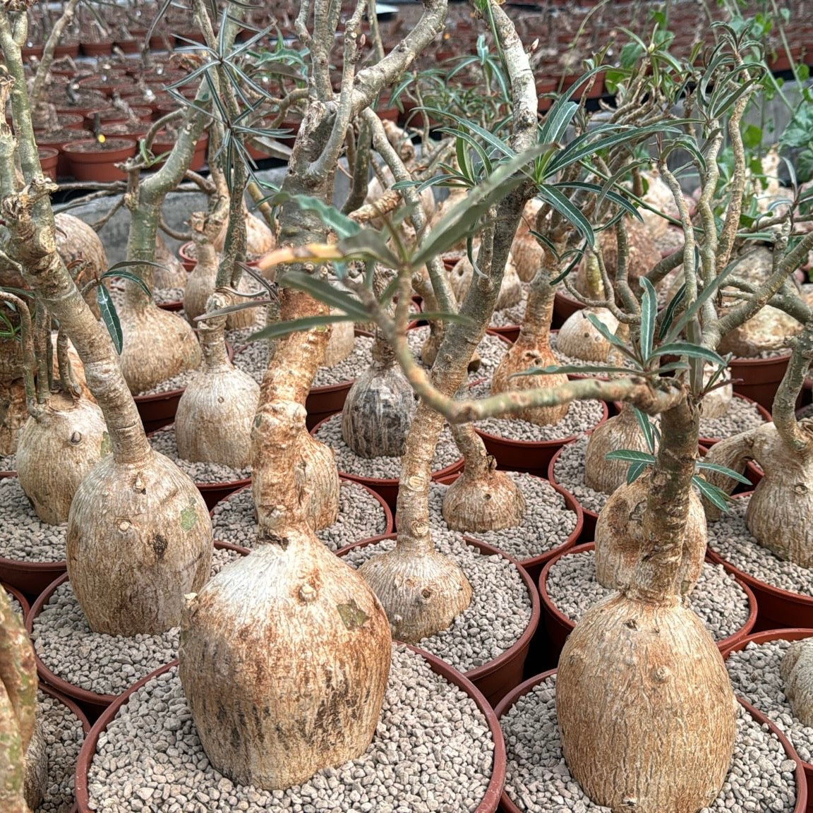 Adenium arabicum, 16 cm potte