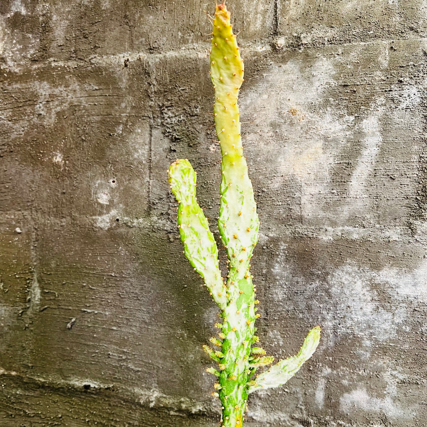 Opuntia monacantha f.variegata, 3 cm potte