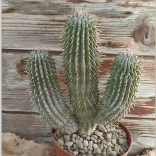 Hoodia gordonii, 10,5 cm potte