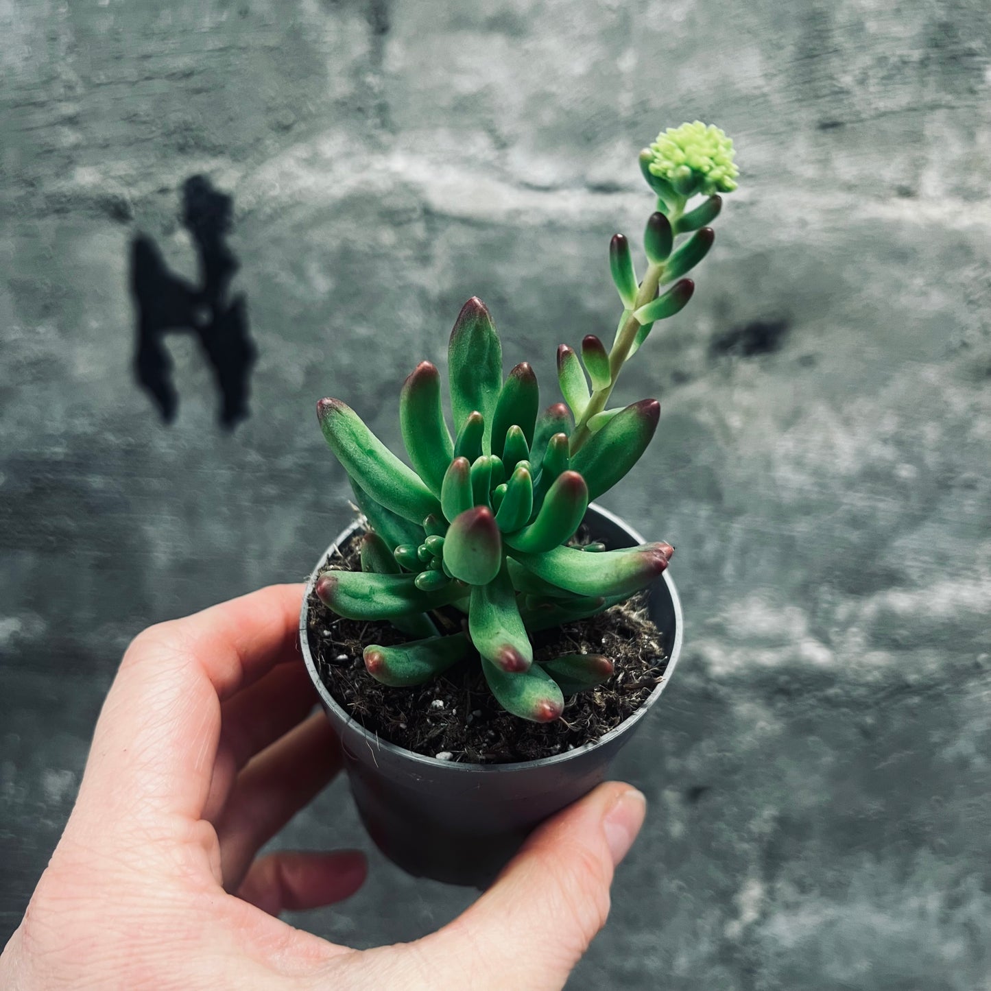 Sedum pachyphyllum, 6 cm potte