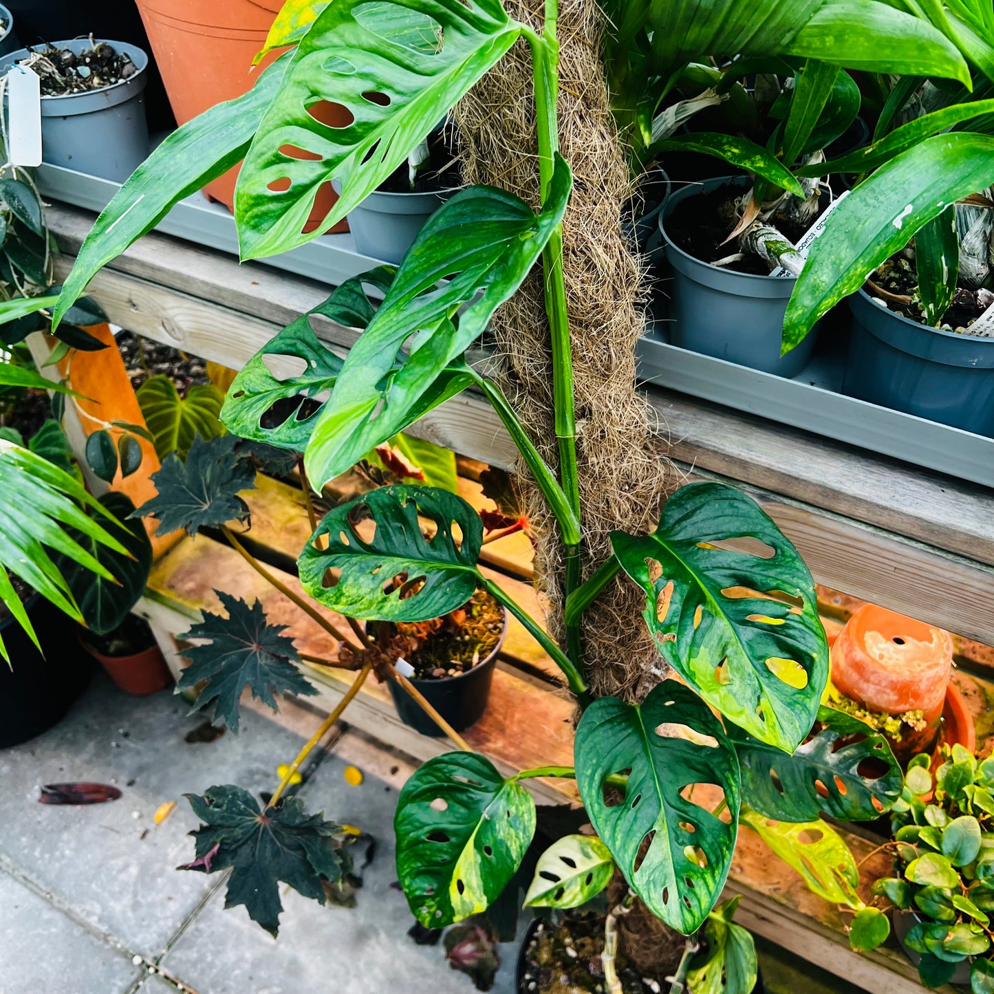 Monstera adansonii f.aureovariegata, 22 cm potte