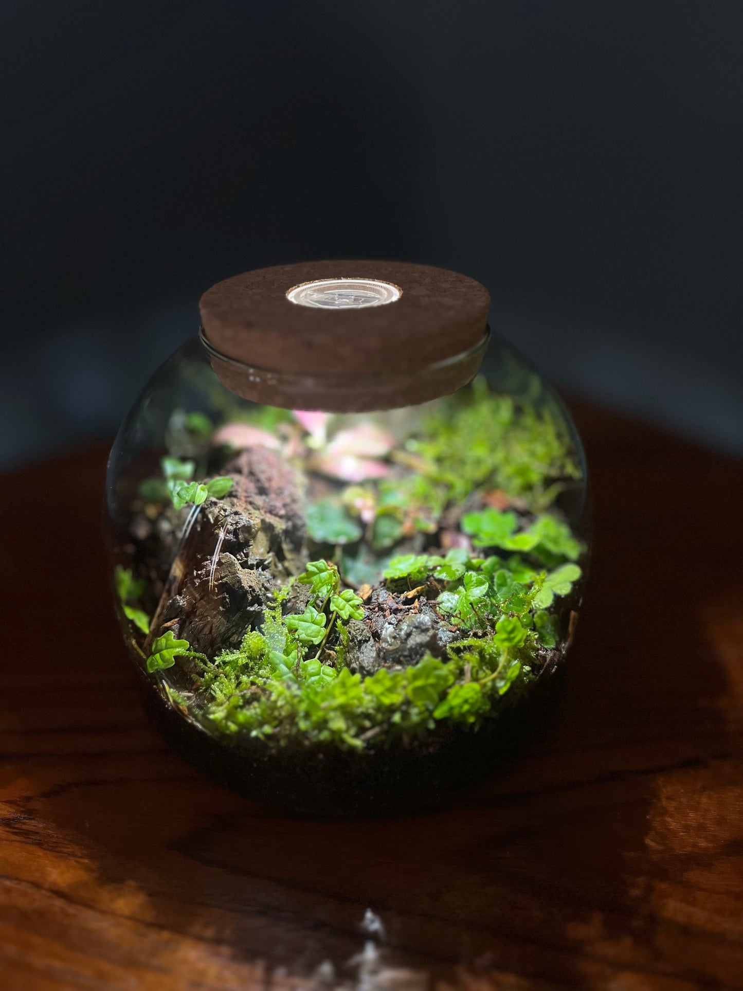 Glass terrarium with LED light