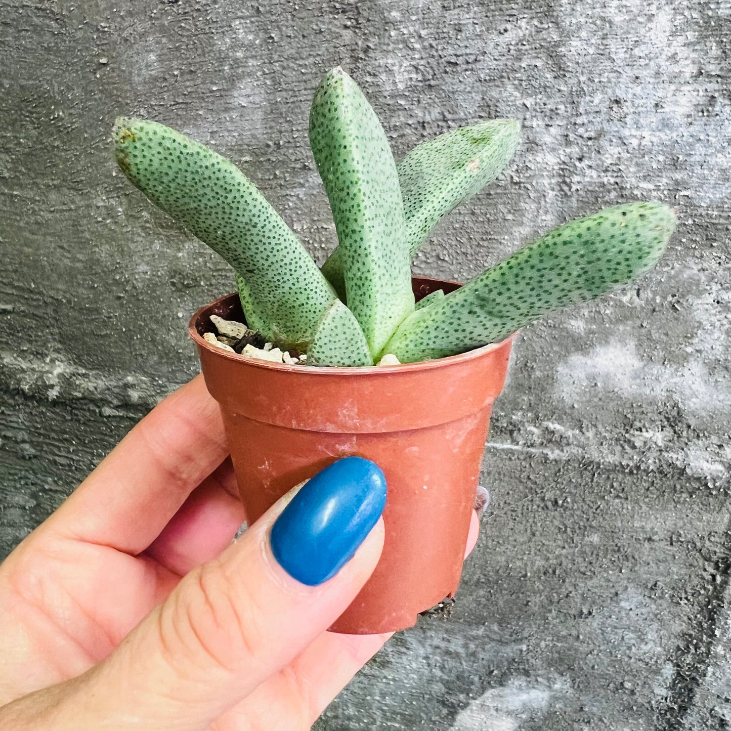 Pleiospilos compactus f.minor, 4 cm potte