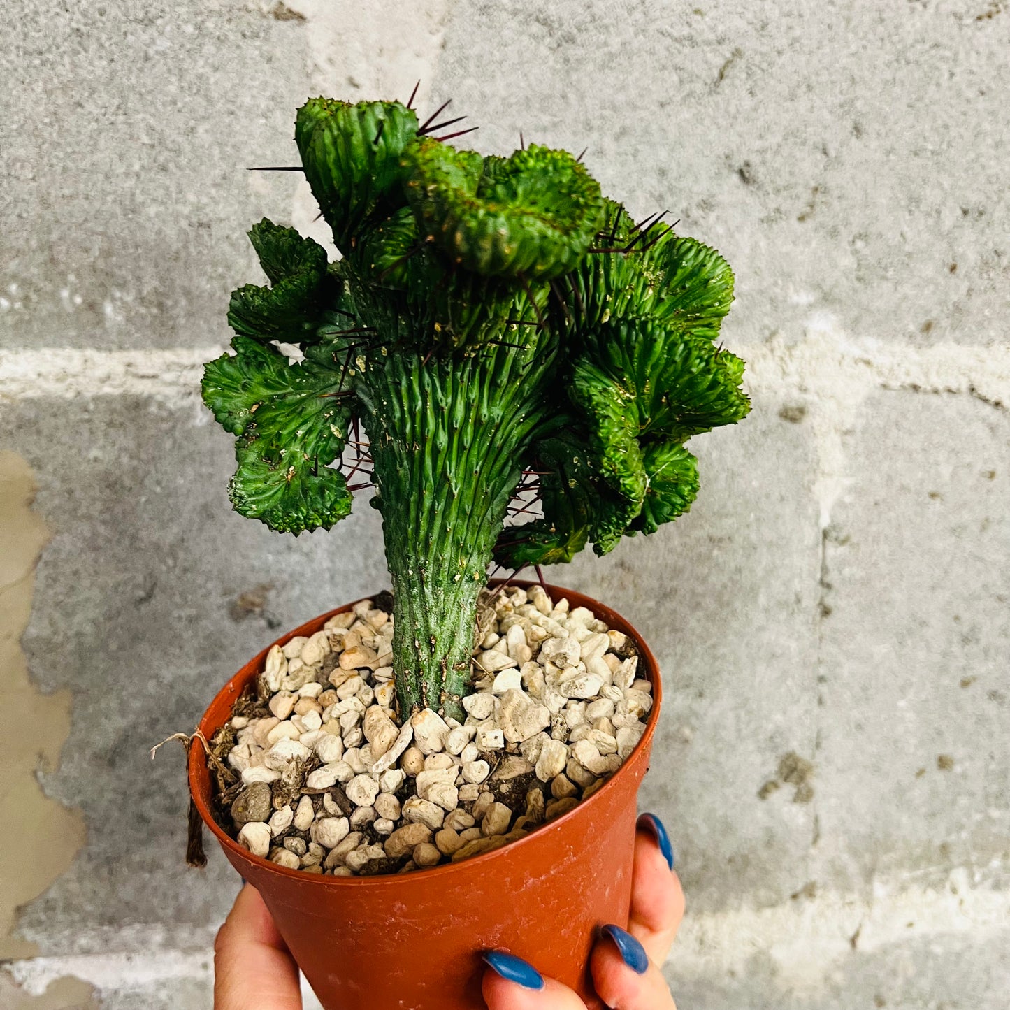 Euphorbia enopla f.cristata, 10 cm potte