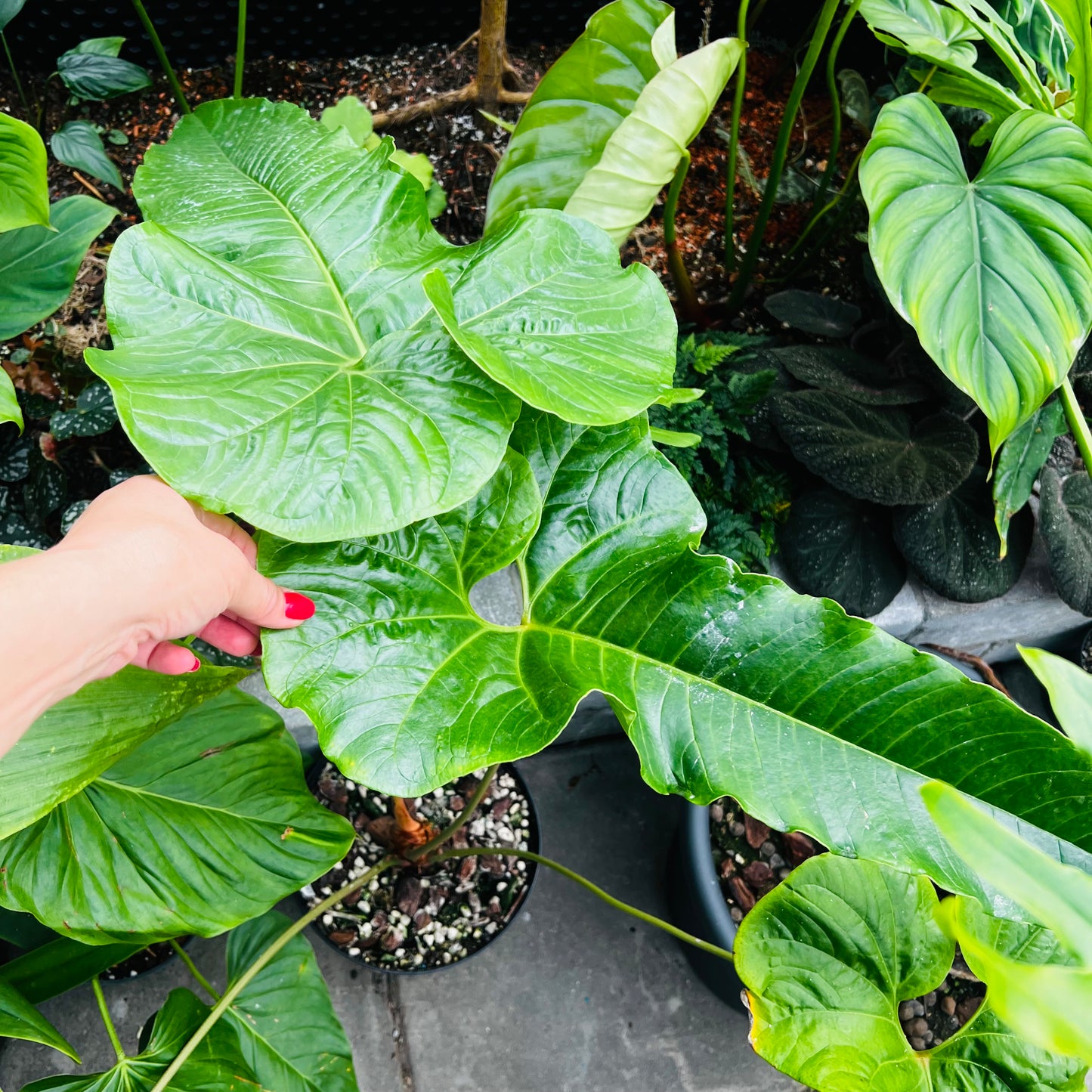 Anthurium ivanportillae, 22 cm potte