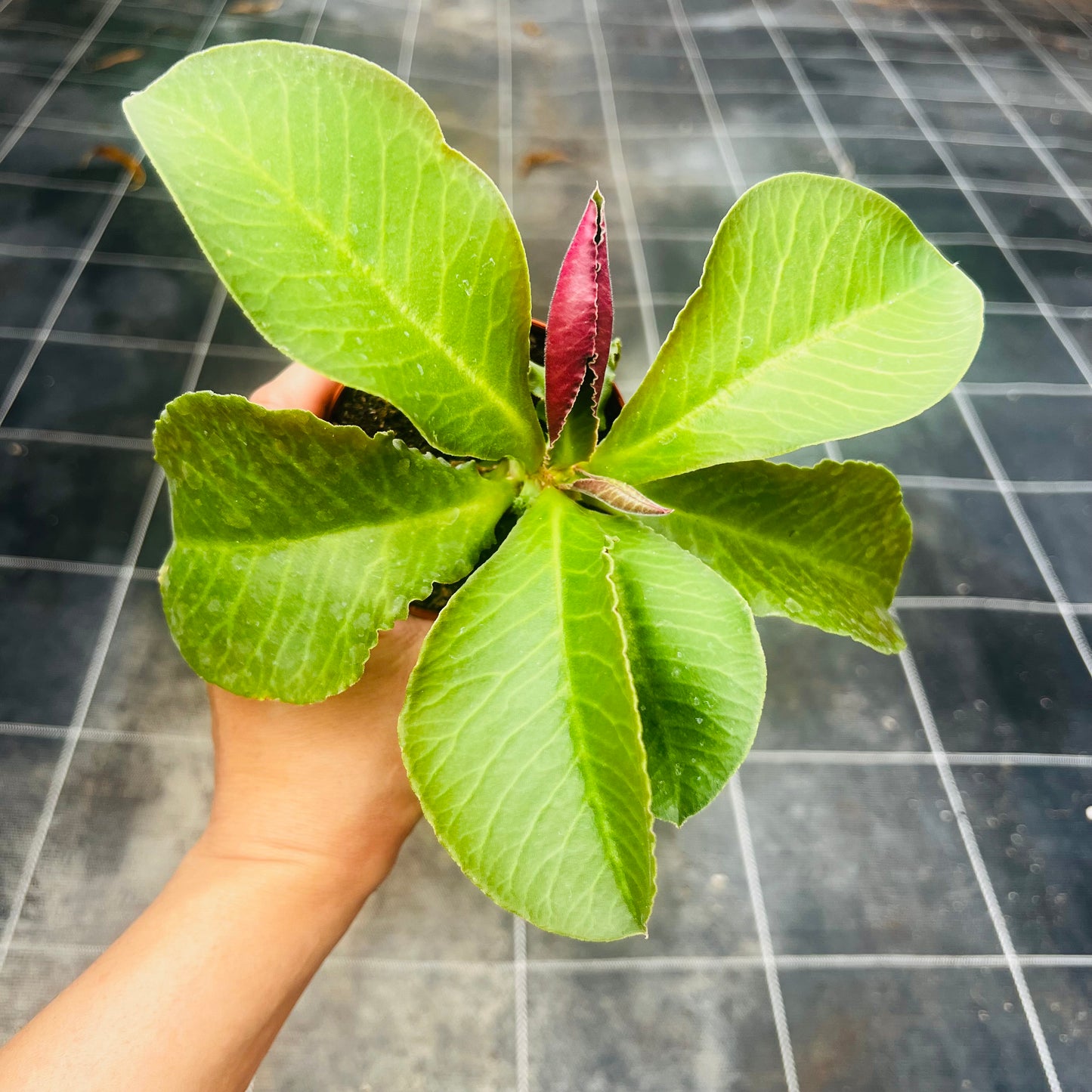 Monadenium spectabilis, 8 cm potte