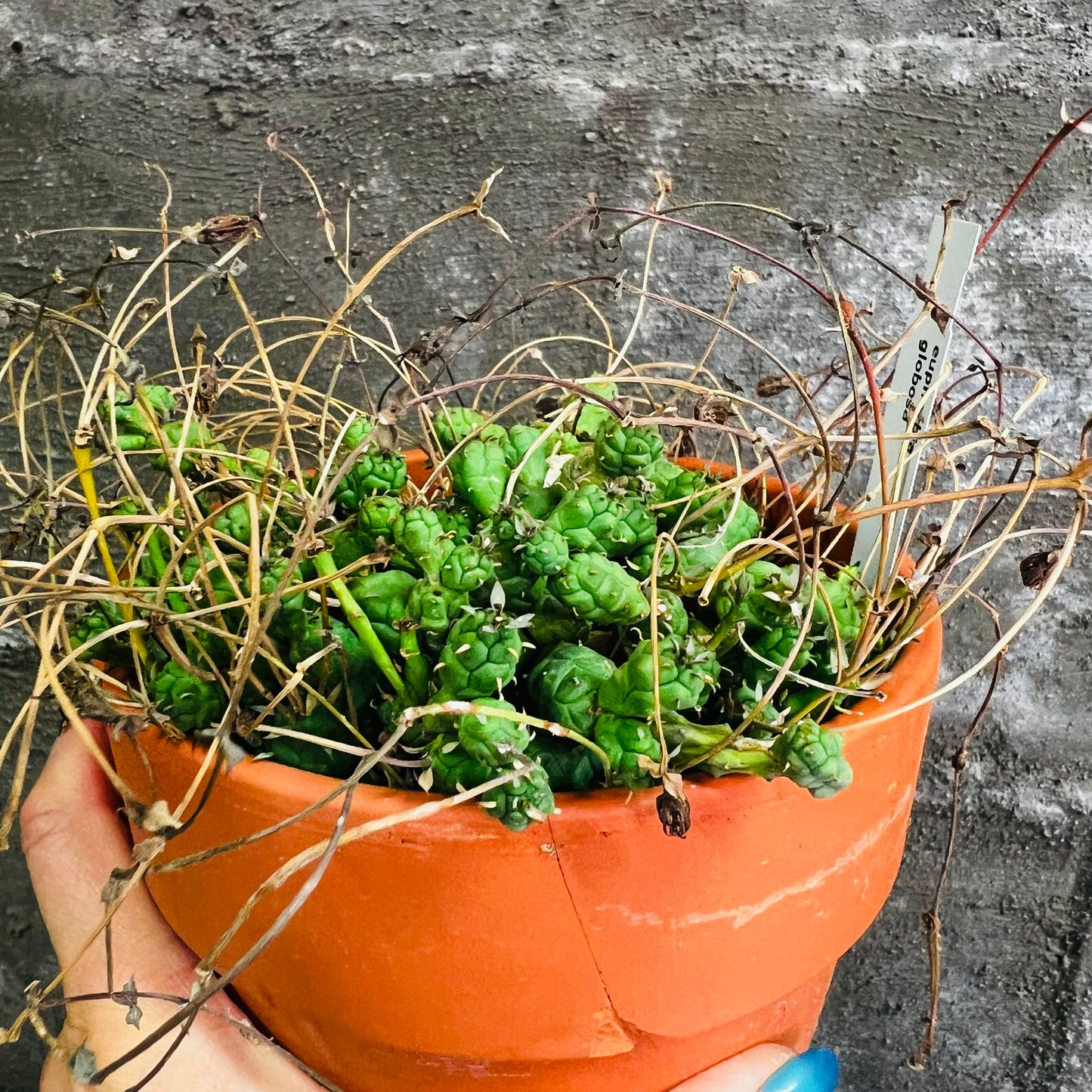 Euphorbia globosa, 15 cm terracotta potte