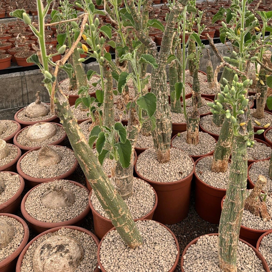 Adenia keramanthus, 19 cm potte