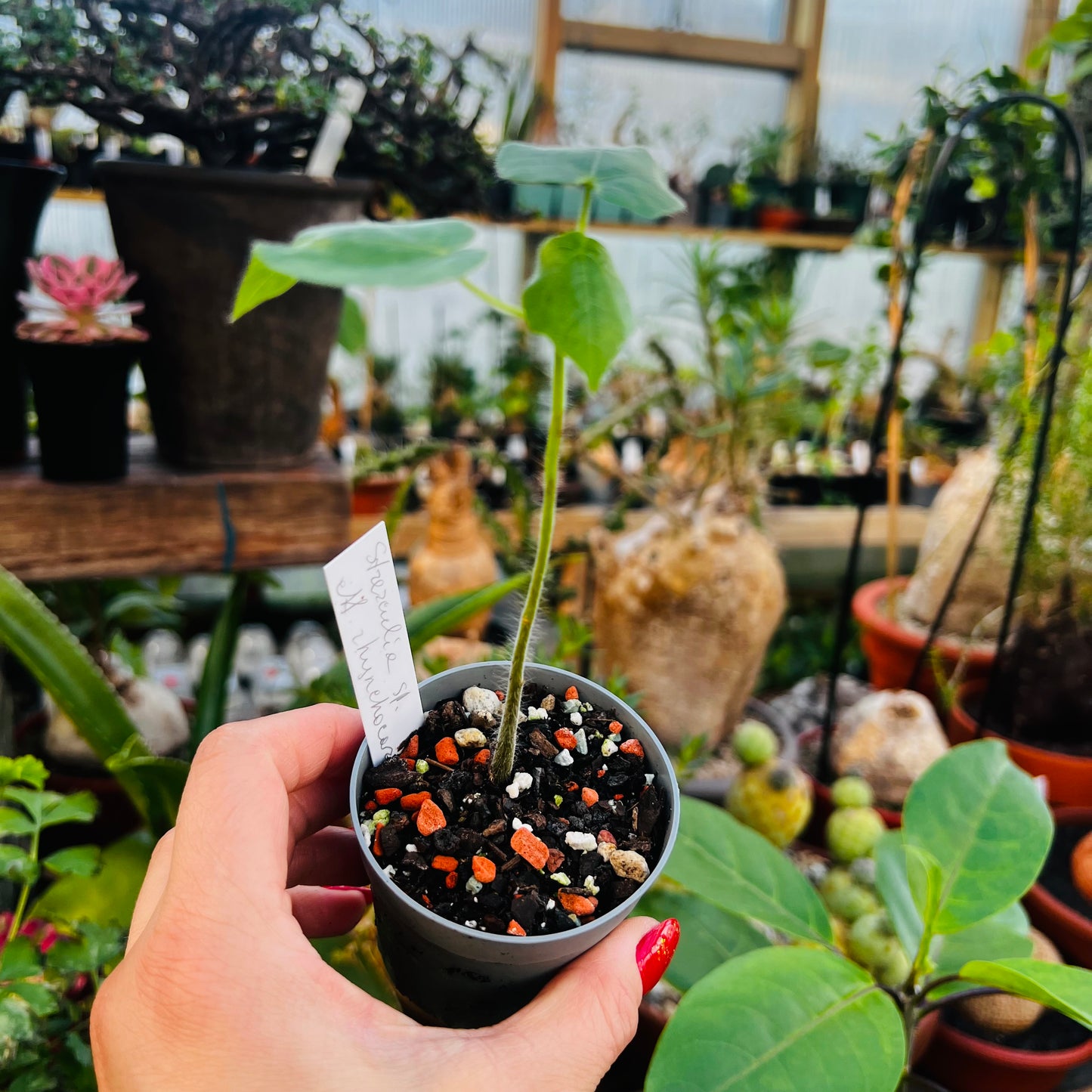 Sterculia sp.aff.rhynchocarpa, 6 cm potte