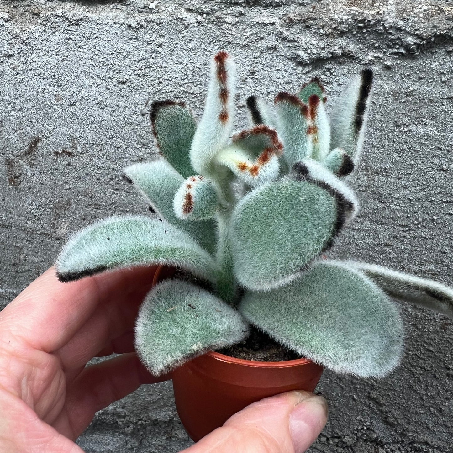 Kalanchoe tomentosa, 5 cm potte