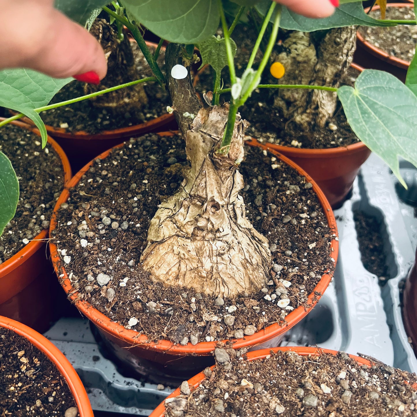 Sterculia colorata, 15 cm potte