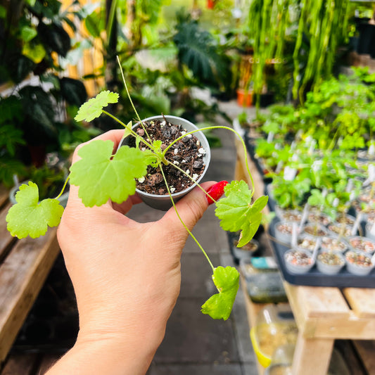 Pelargonium elongatum, 6 cm potte