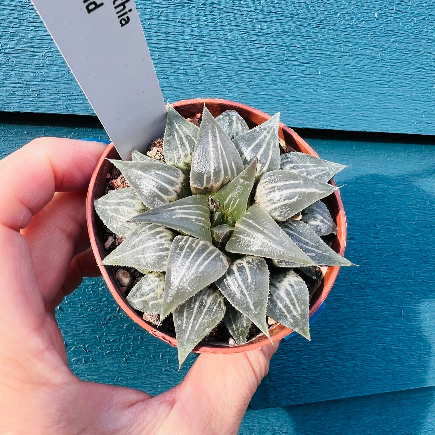 Haworthia sp. 2, 7 cm potte