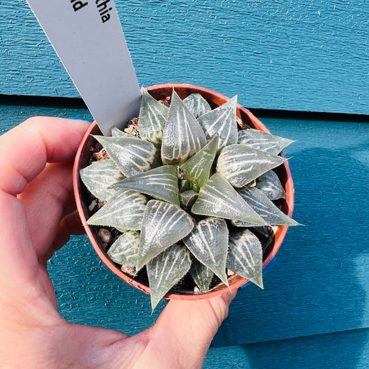 Haworthia sp. 2, 7 cm potte