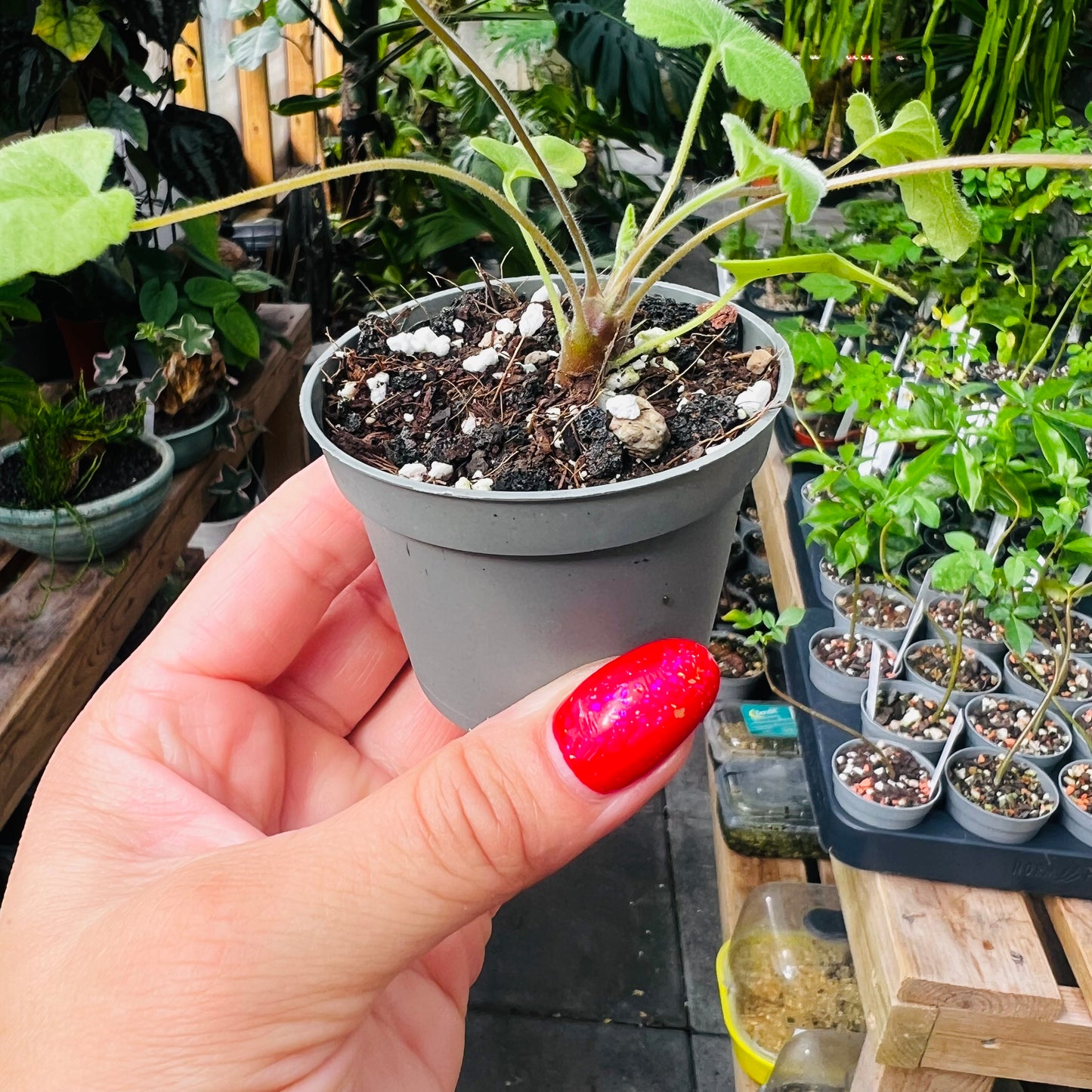 Pelargonium quinquelobatum, 6 cm potte