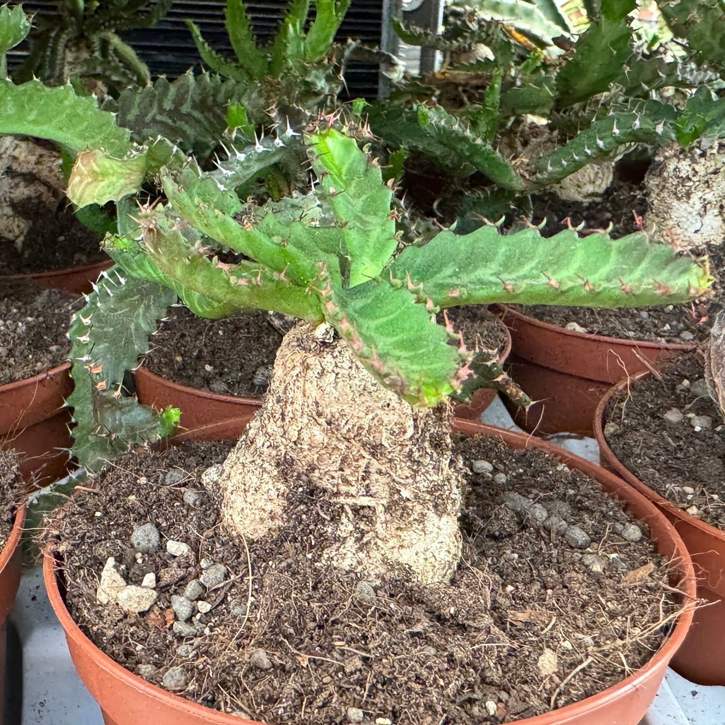 Euphorbia stellata, 10 cm potte