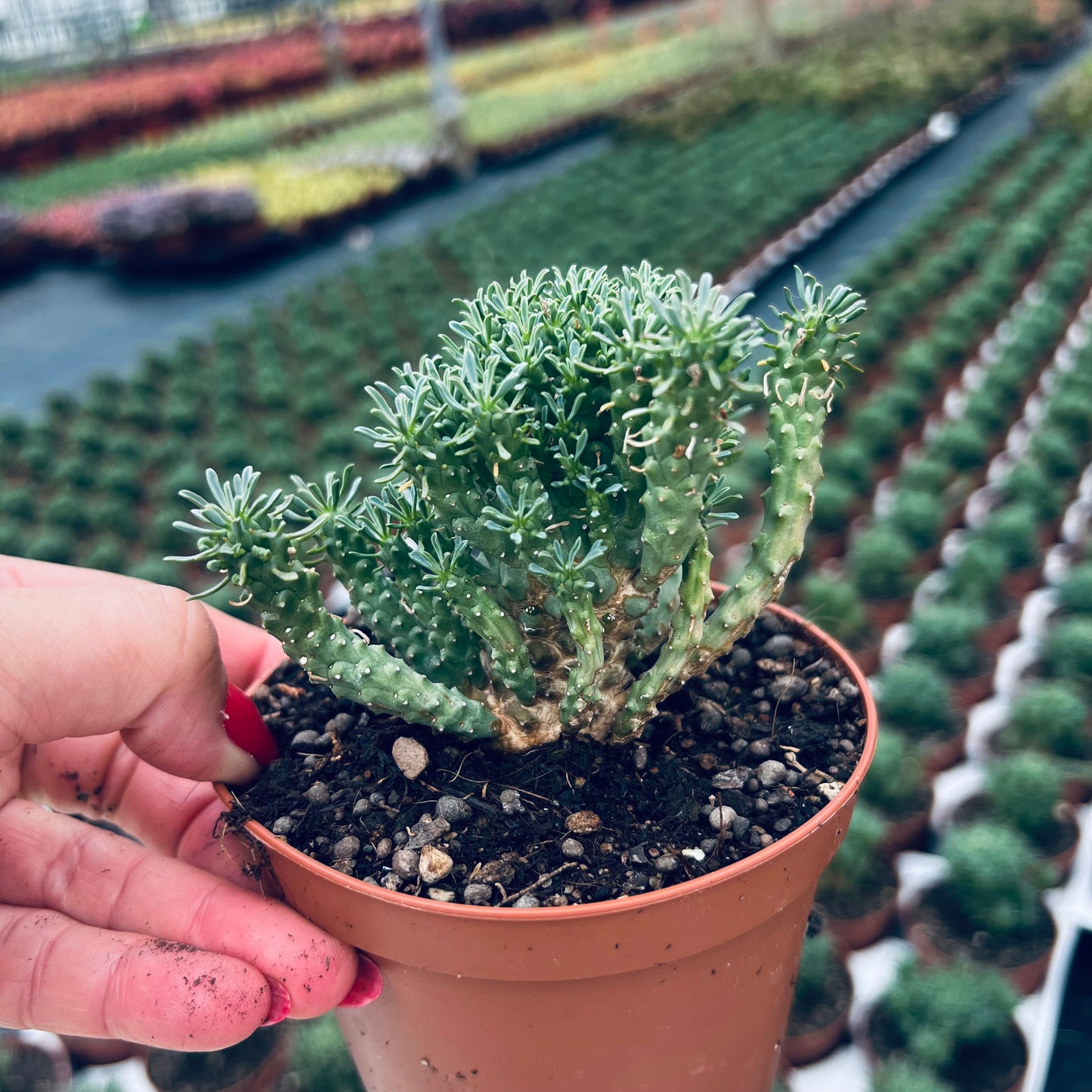 Euphorbia multiflora, 10 cm potte