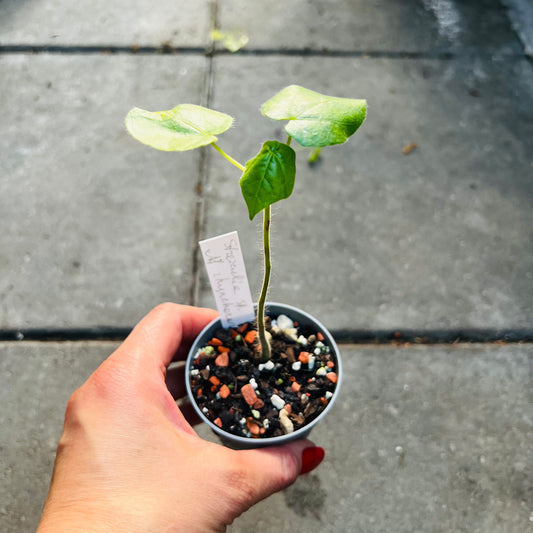 Sterculia sp.aff.rhynchocarpa, 6 cm potte