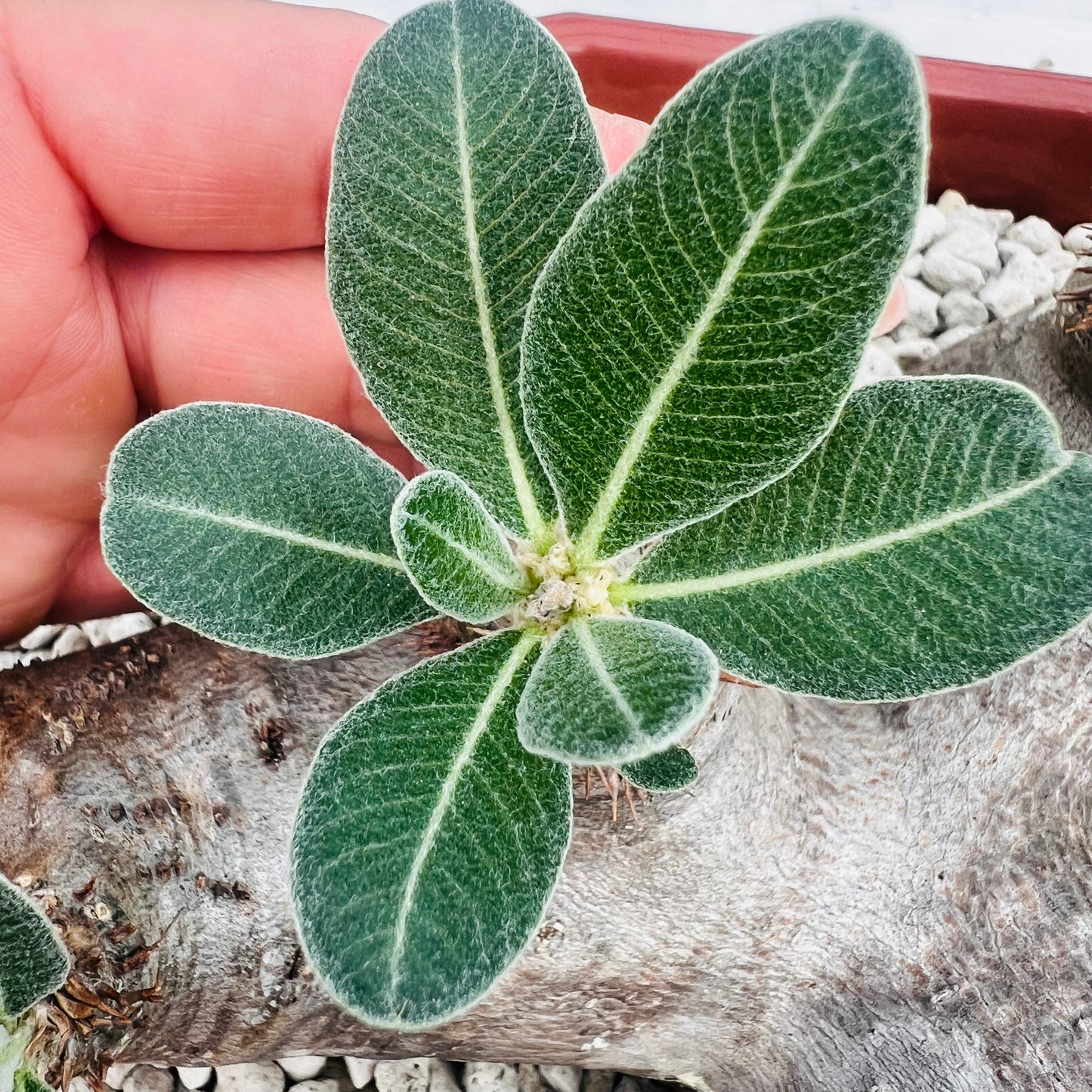 Pachypodium makayense stor, barroted plante