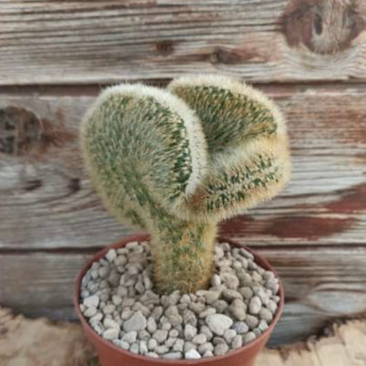 Cleistocactus parapetiensis f.cristata, 10,5 cm potte