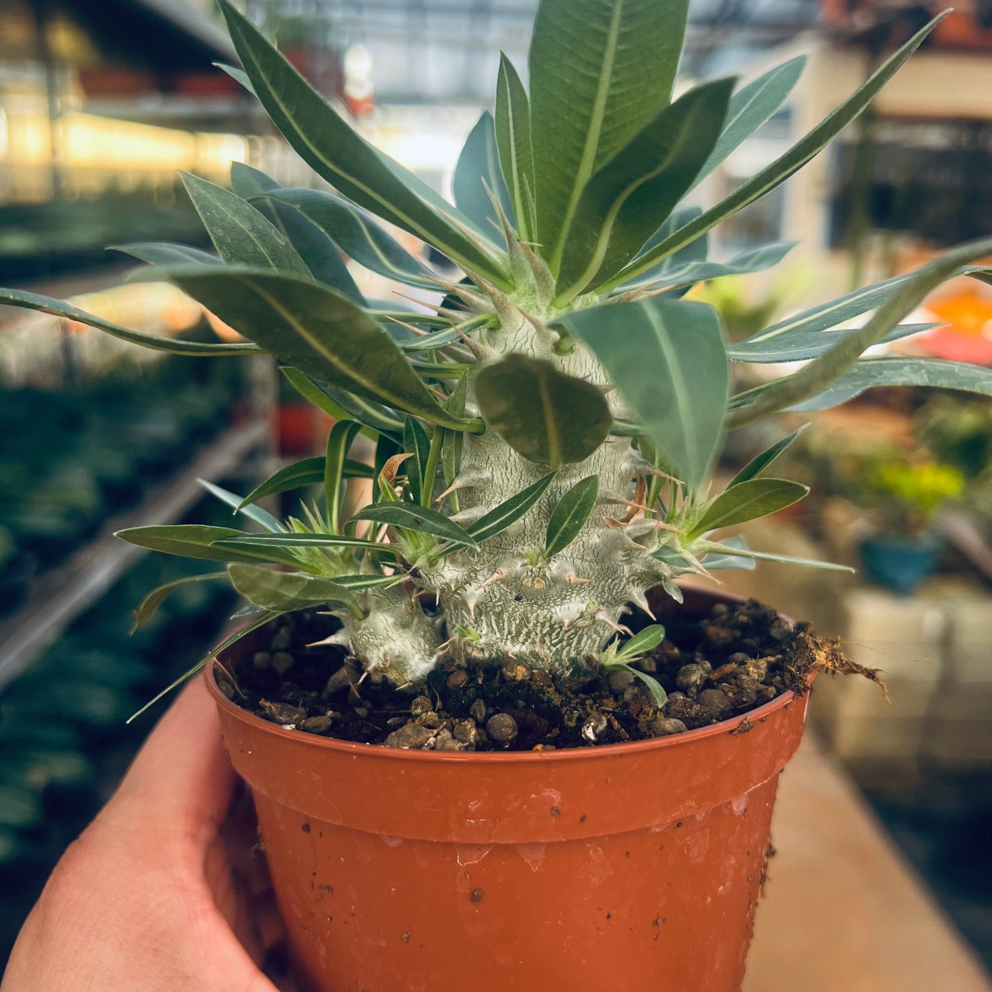 Pachypodium horombense, 10 cm potte