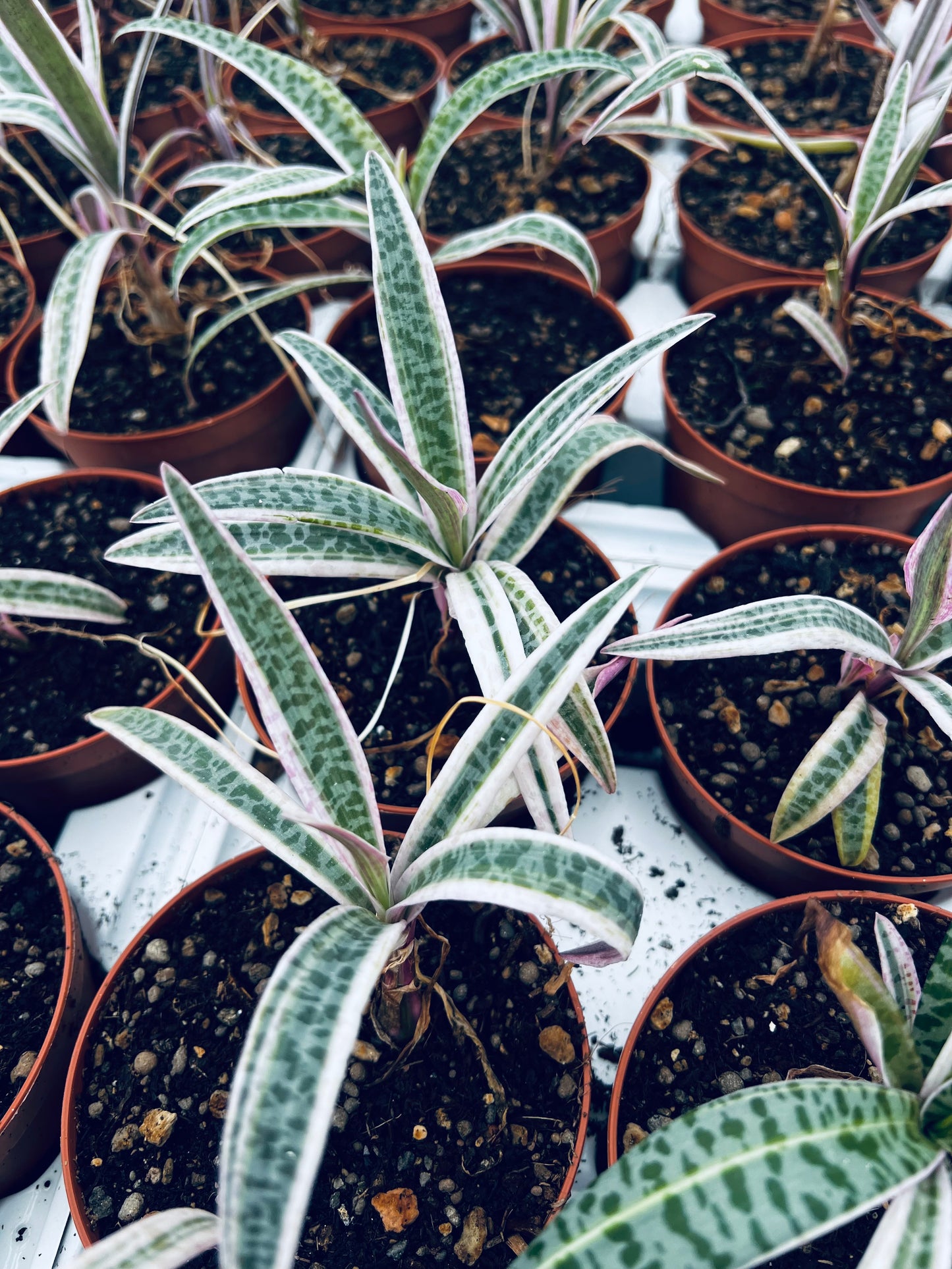 Ledebouria socialis f.variegata, 8 cm potte