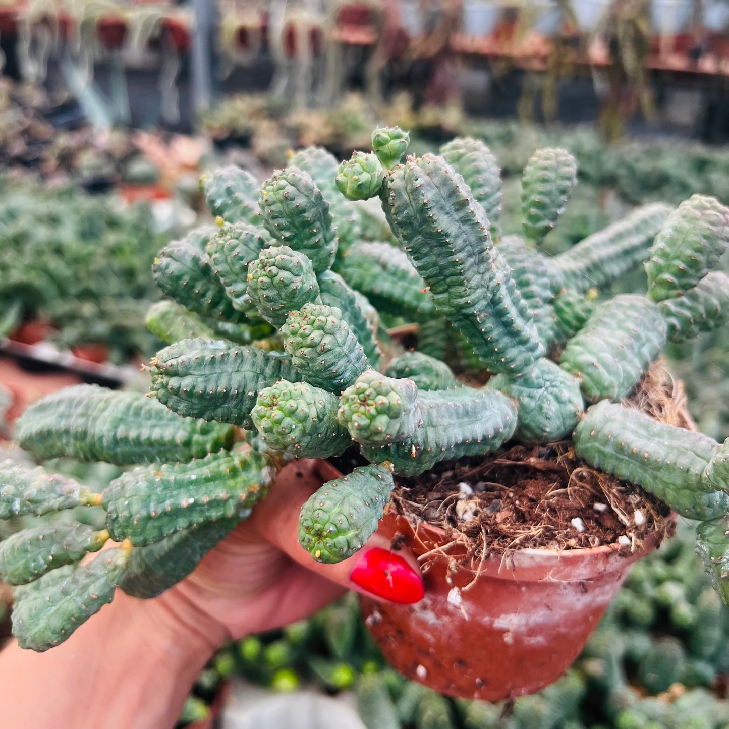 Euphorbia pseudoglobosa, 10 cm potte