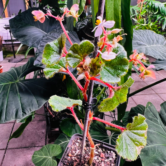 Begonia alchemilloides Carrancas, 8 cm potte