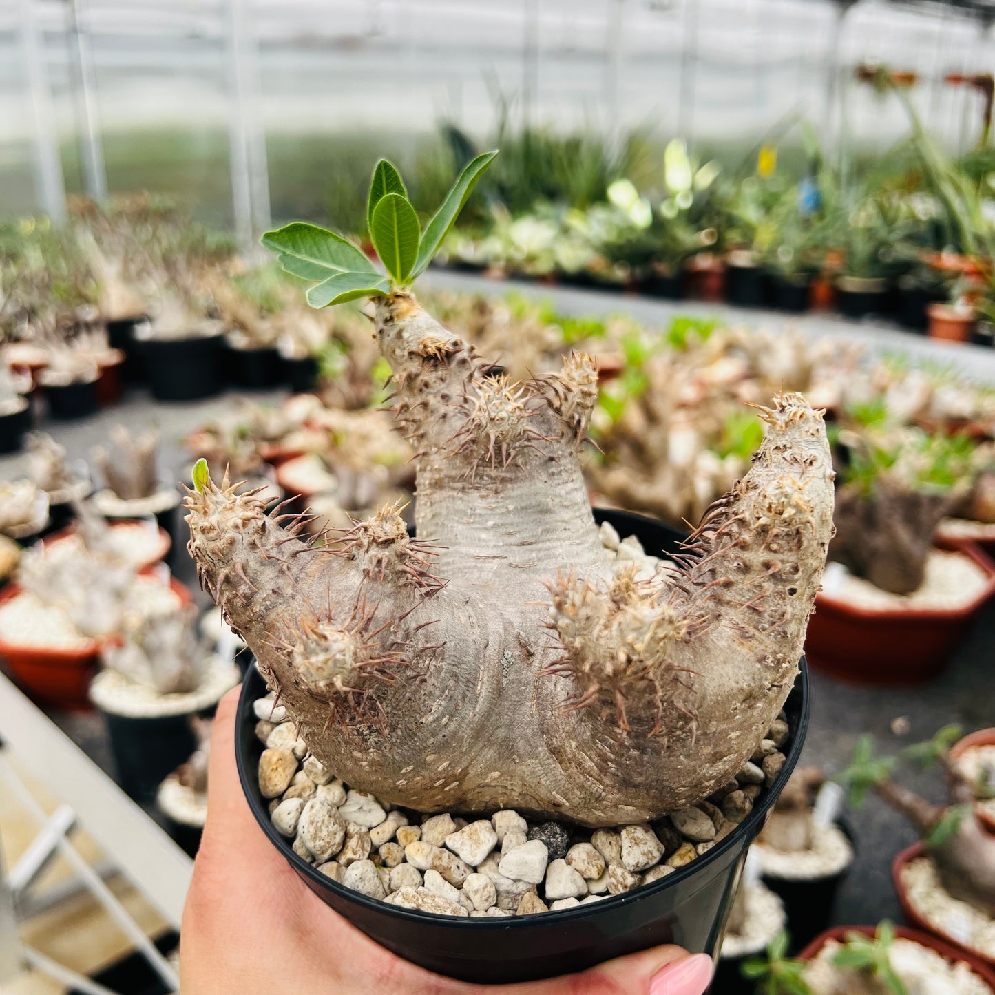 Pachypodium densiflorum, barroted plante