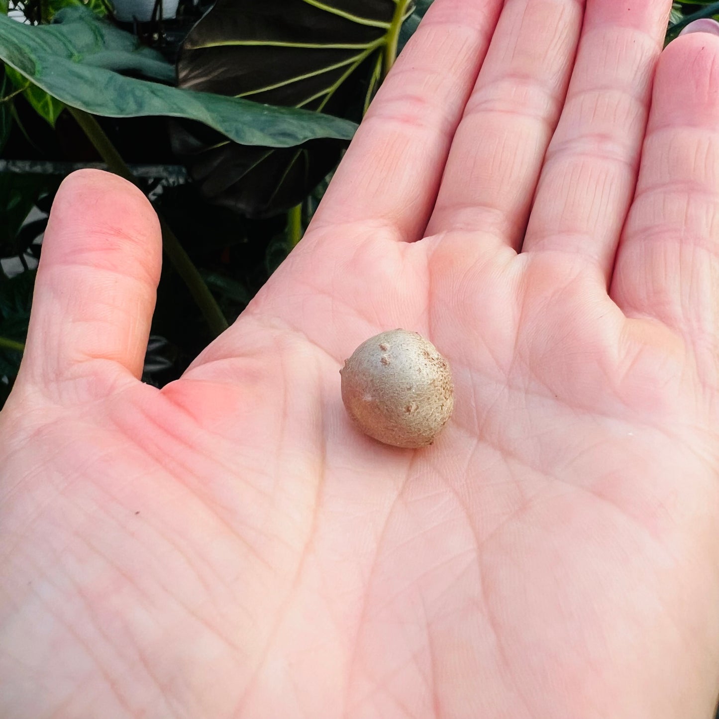 Dioscorea bulbifera, 1 knoll