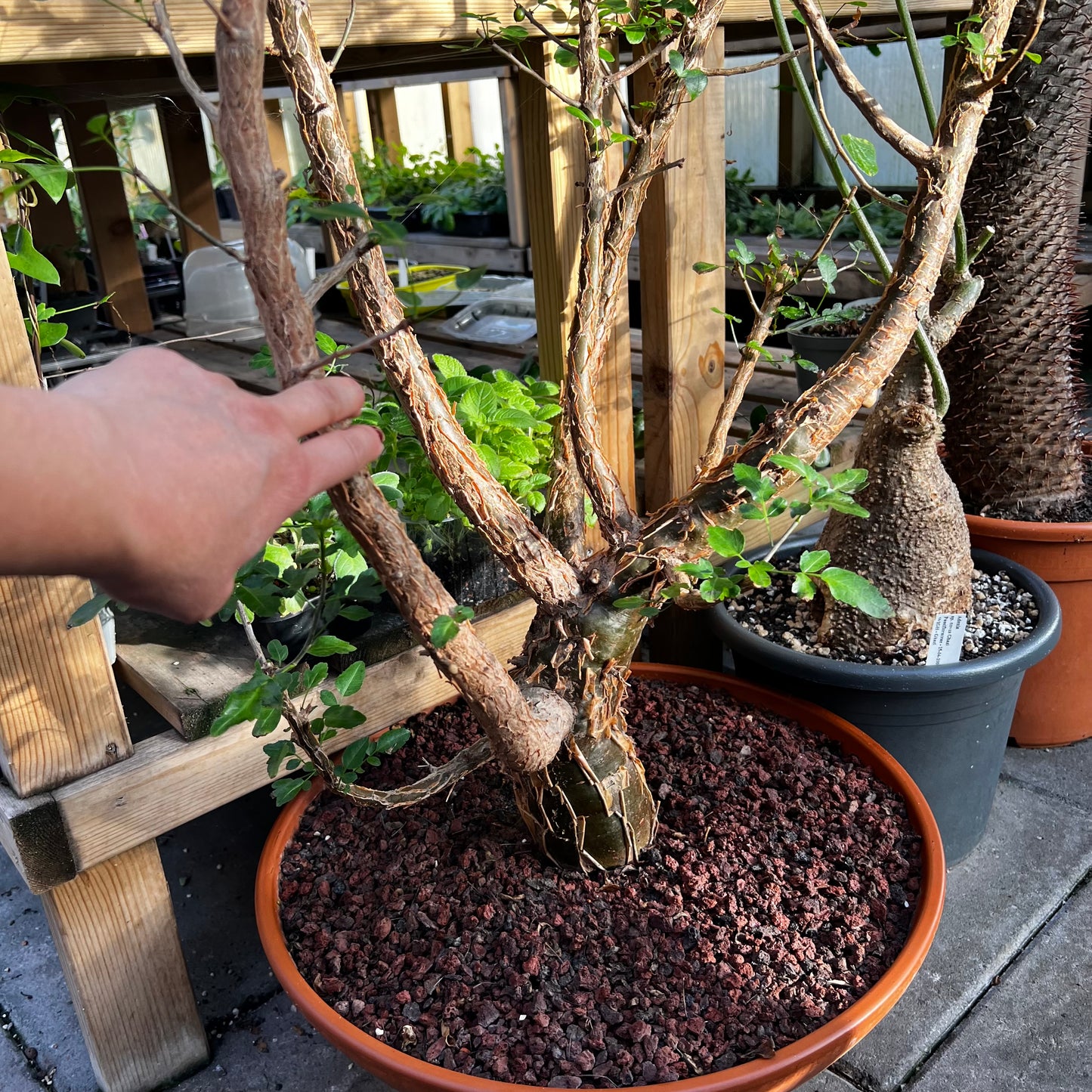 Bursera fagaroides, 5 frø