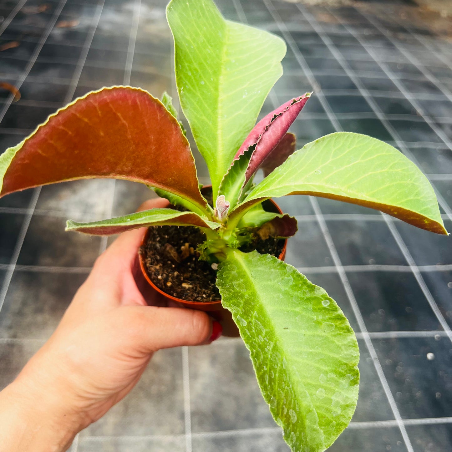 Monadenium spectabilis, 8 cm potte