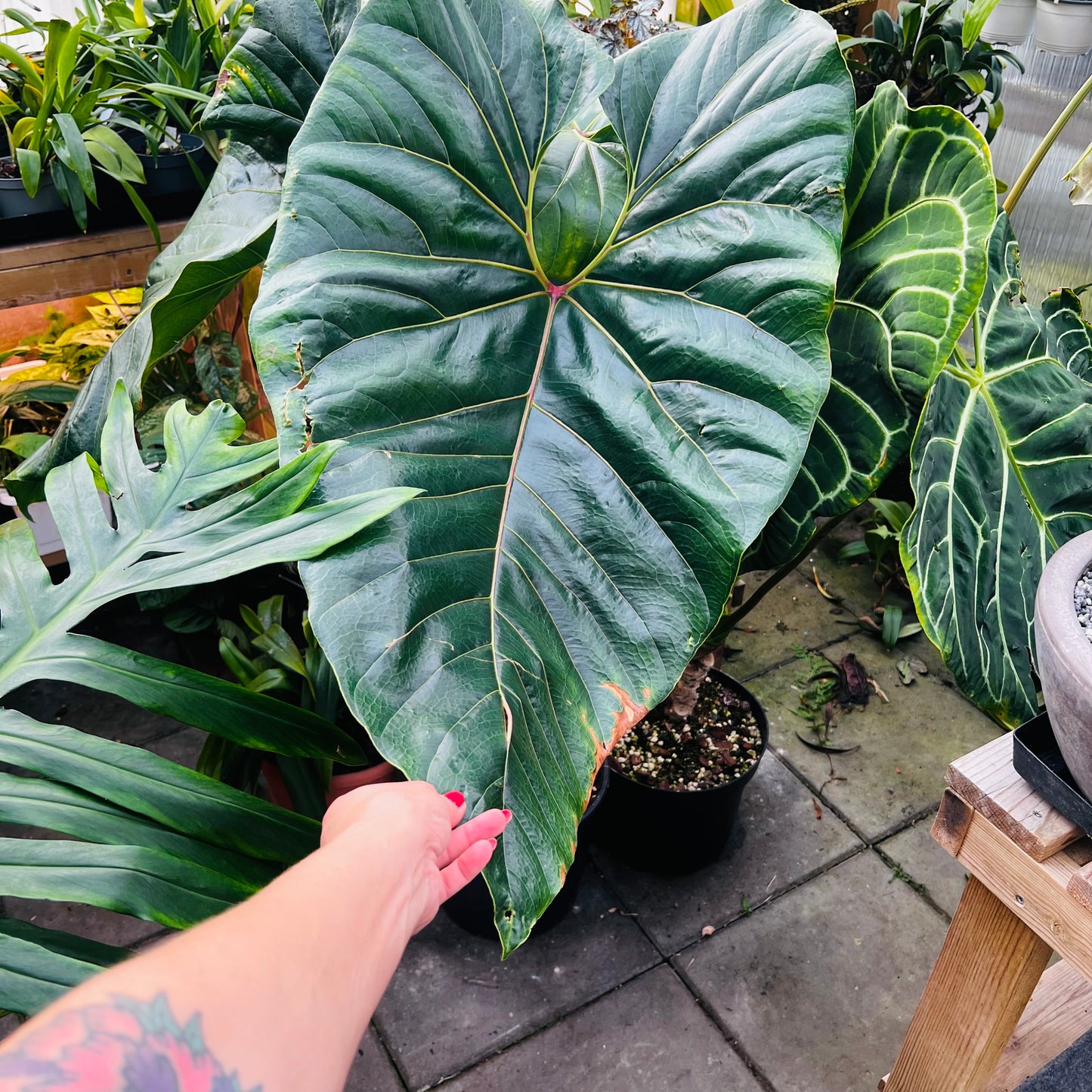 Anthurium watermaliense , 22 cm potte