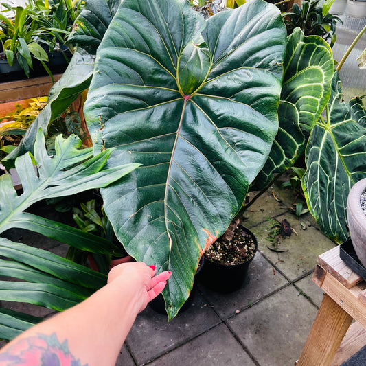 Anthurium watermaliense , 22 cm potte