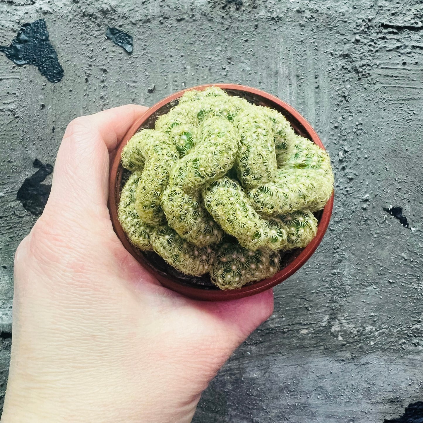 Mammillaria elongata f.cristata, 8 cm pot