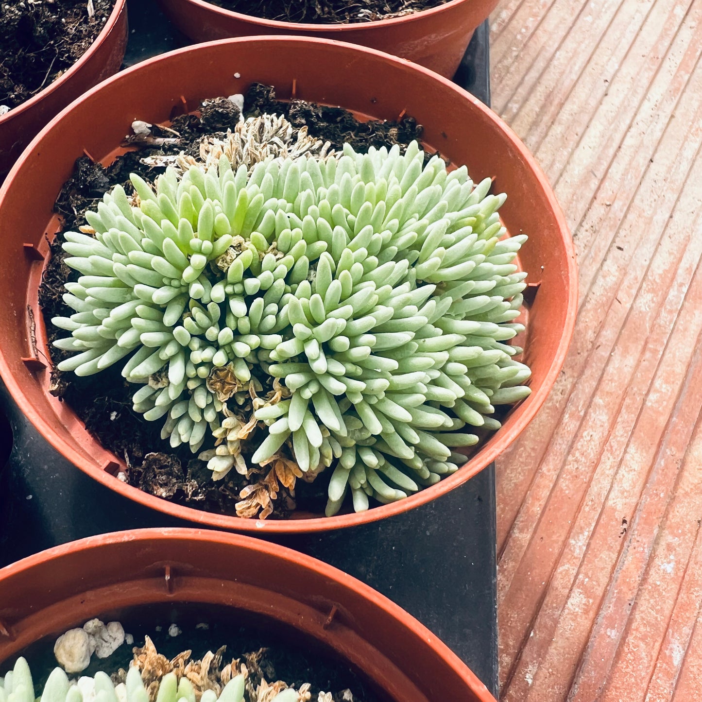 Delosperma sphalmanthoides, 3 cm potte