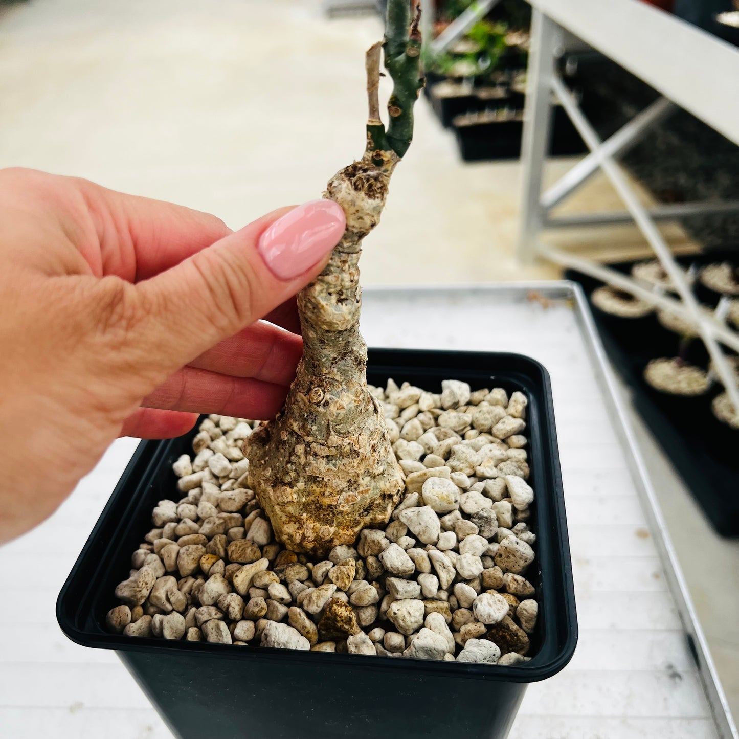 Adenia stylosa red leaf, barroted plante