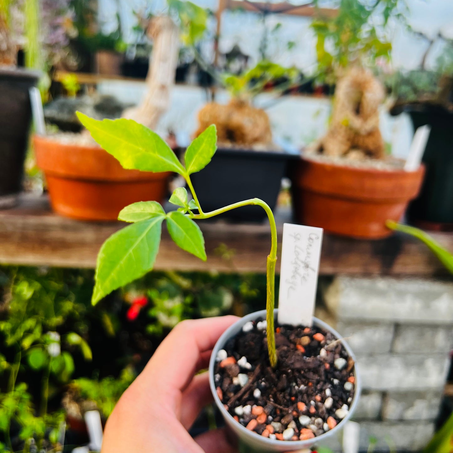 Commiphora sp.Longobaya, 6 cm potte