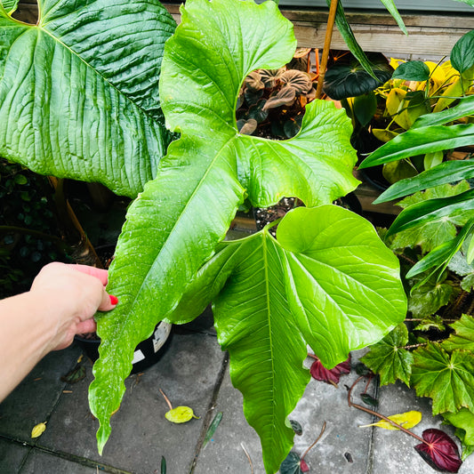 Anthurium insigne aff, 22 cm potte