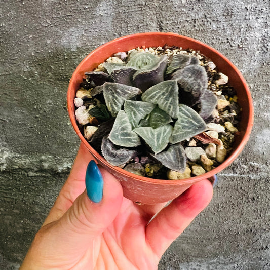 Haworthia sp. 7, 7 cm potte