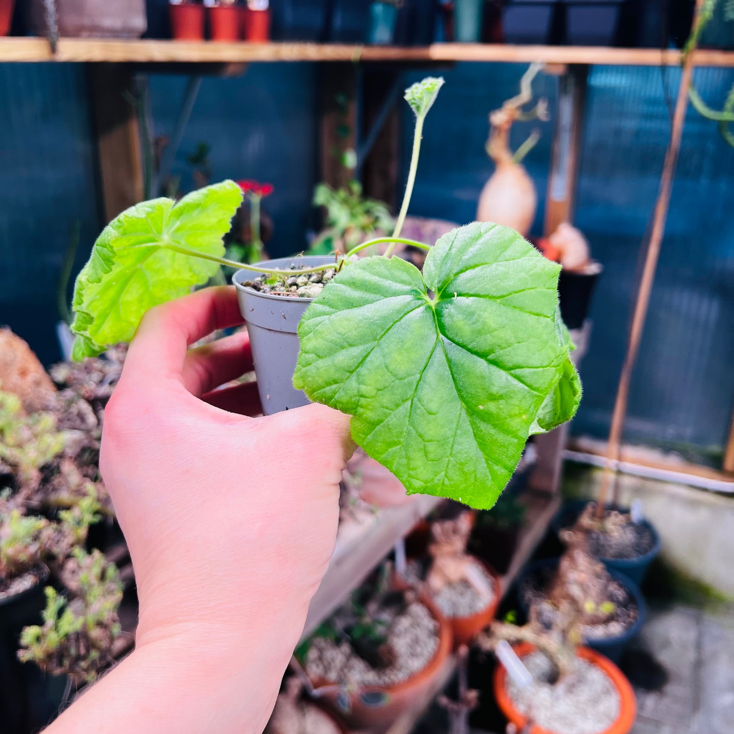 Pelargonium lobatum, 6 cm potte