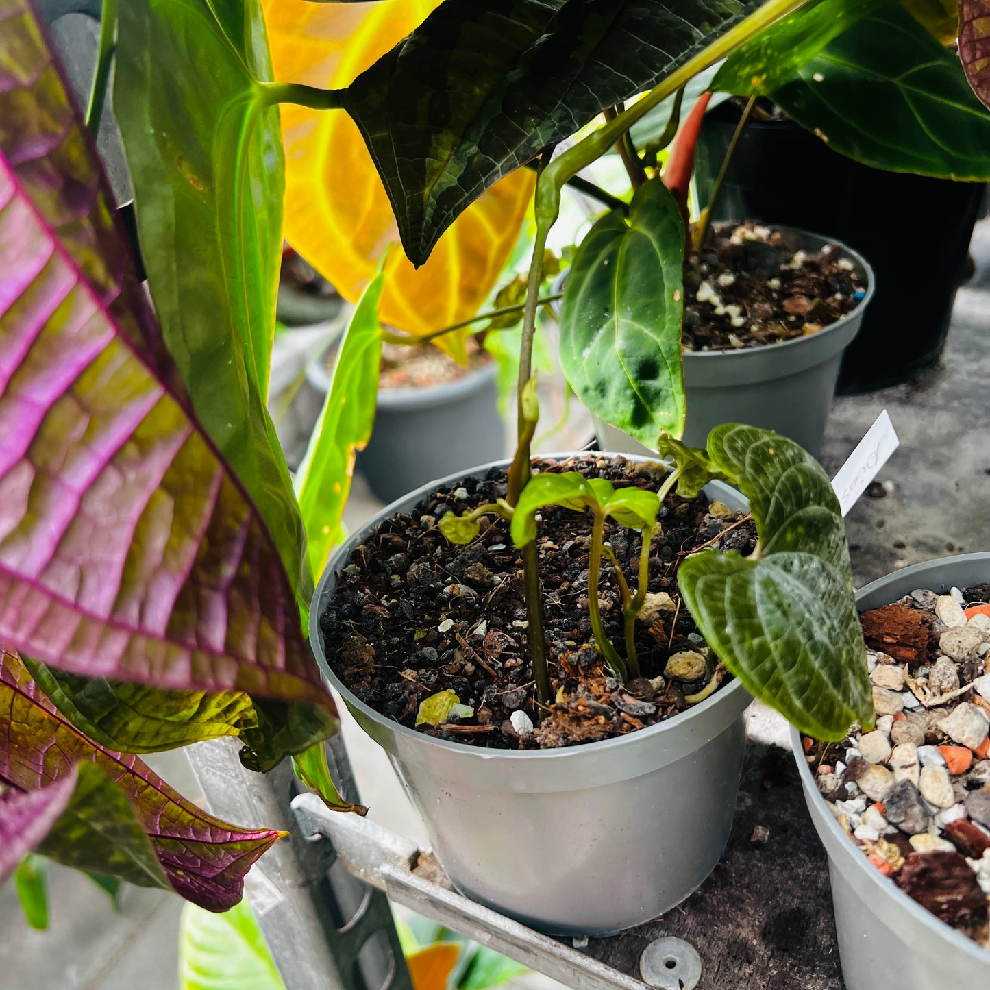 Dioscorea discolor, 12 cm potte