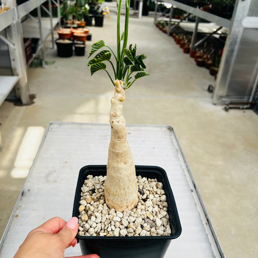 Ipomoea lapidosa stor, barroted plante