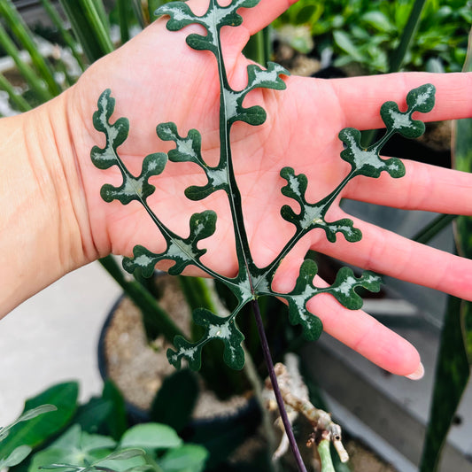 Adenia perrieri, barroted plante