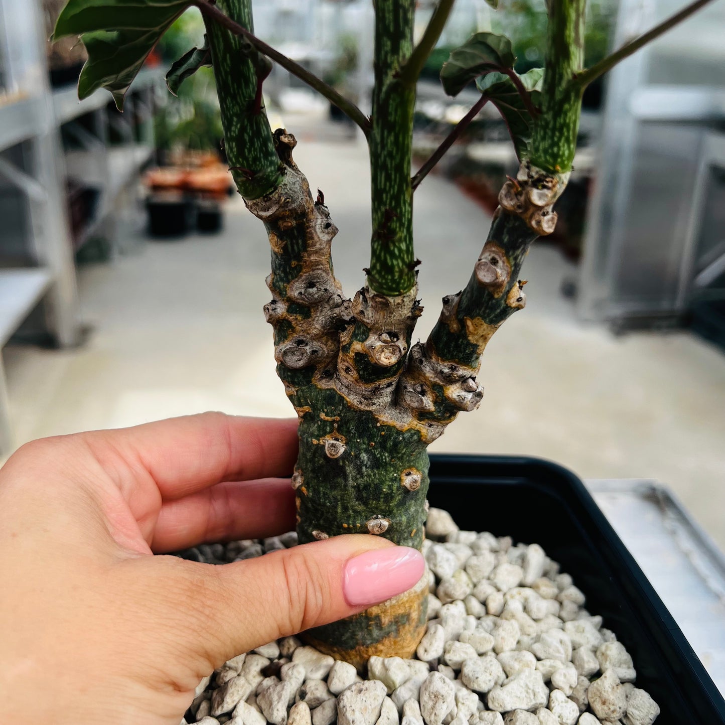 Adenia ellenbeckii, barroted plante