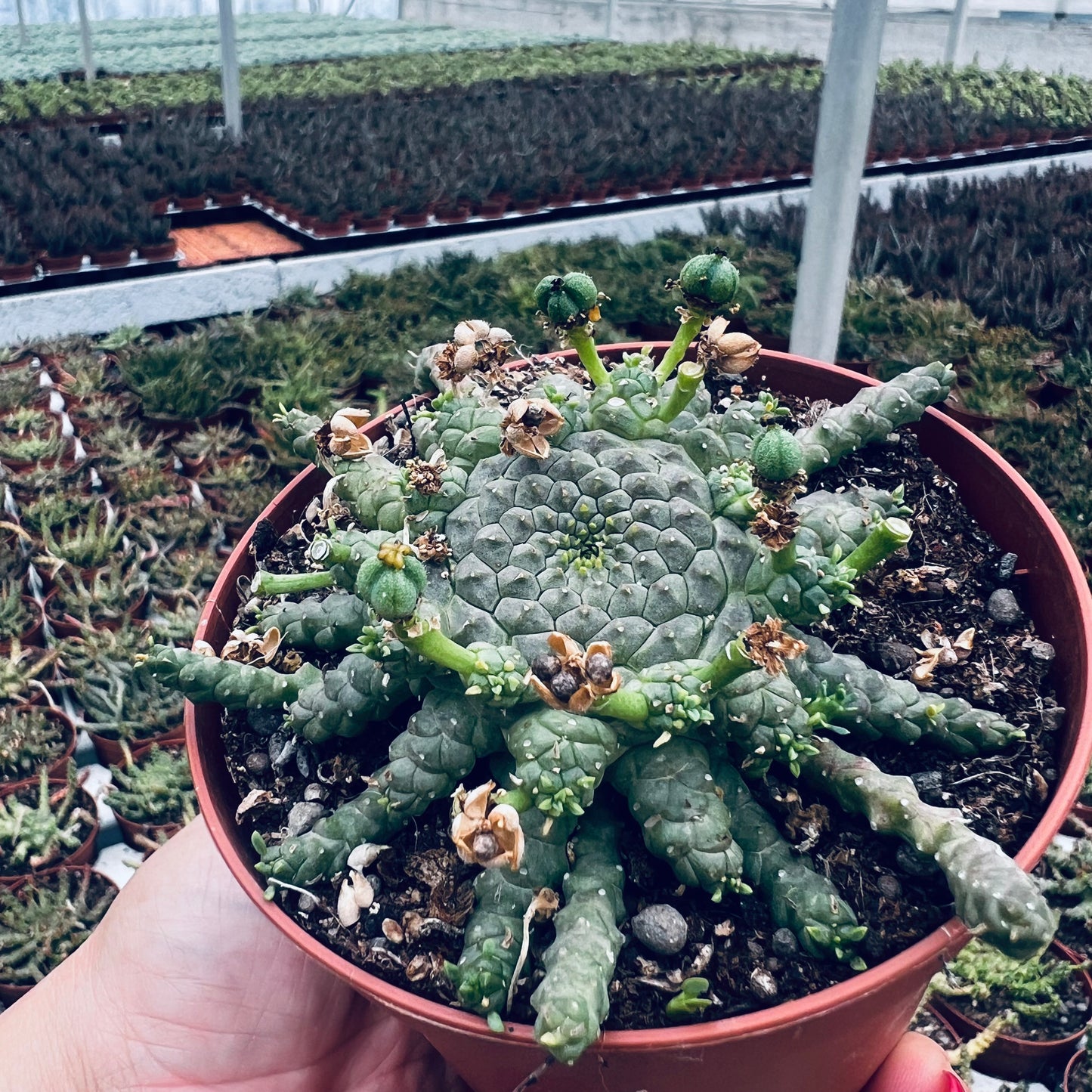 Euphorbia gorgonis, 10 cm potte