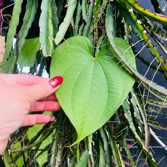 Dioscorea bulbifera, 1 knoll