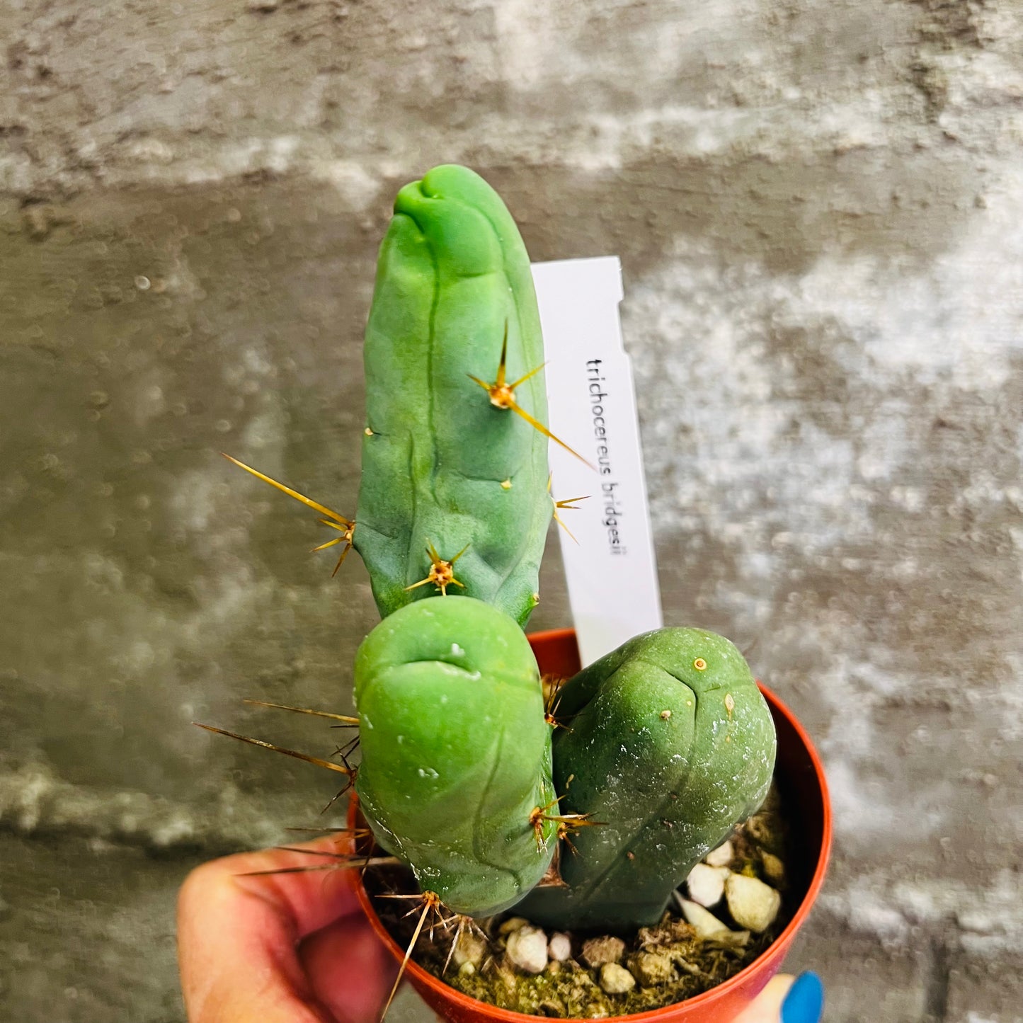 Trichocereus bridgesii, 9 cm potte