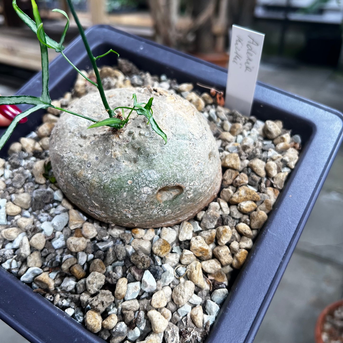 Adenia kirkii, 17 cm potte