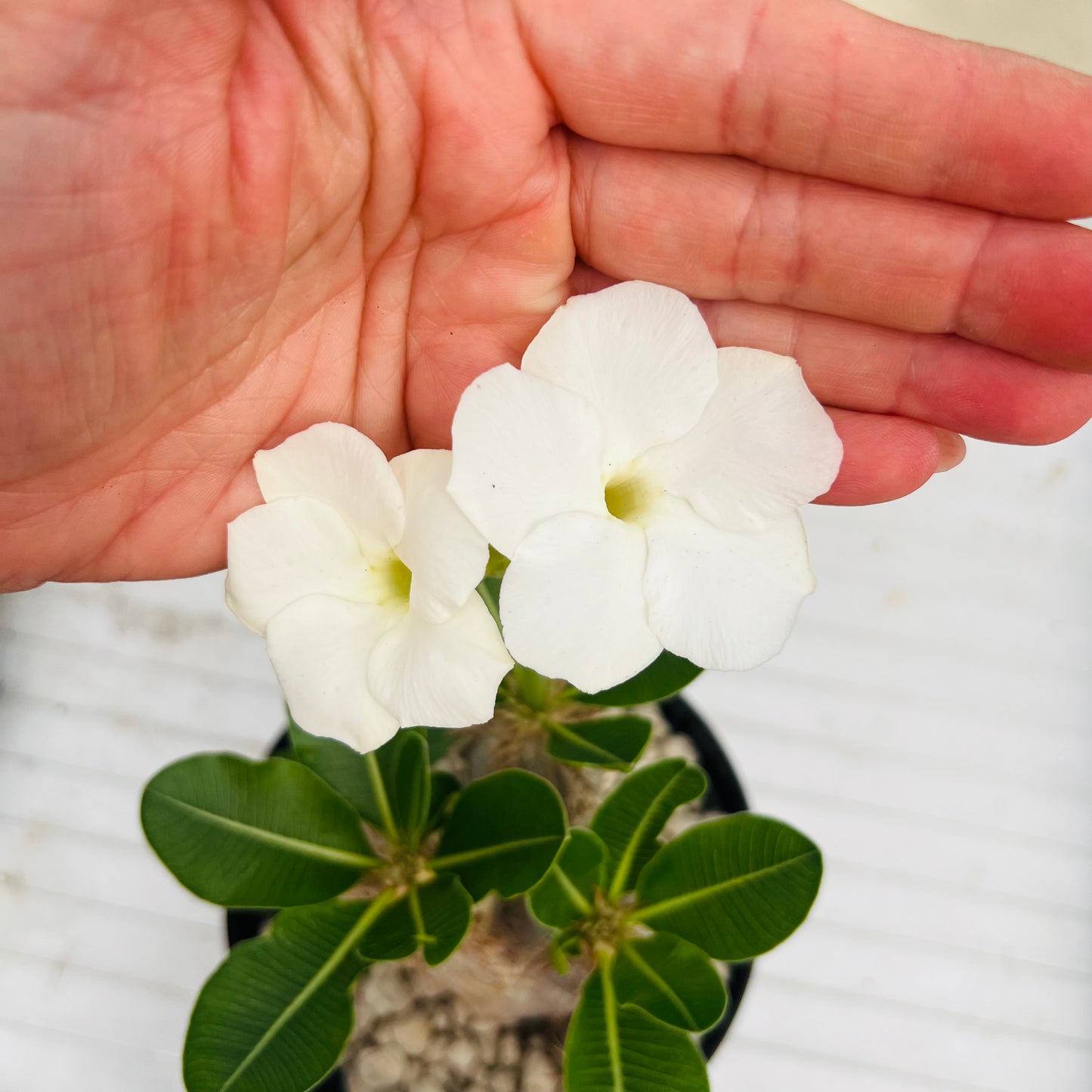 Pachypodium eburneum liten, barroted plante